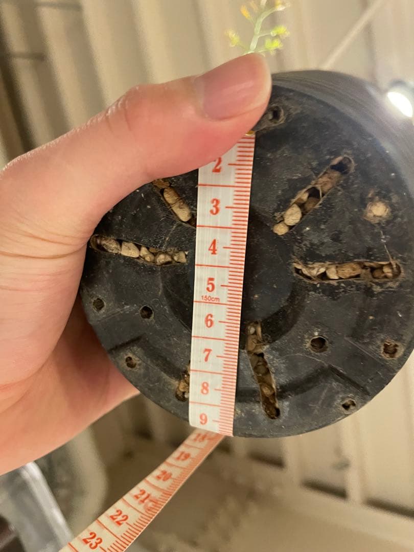 ペラルゴニウム・クリズミフォリウム②