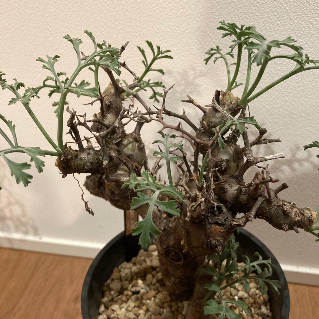 ペラルゴニウム・クリズミフォリウム②