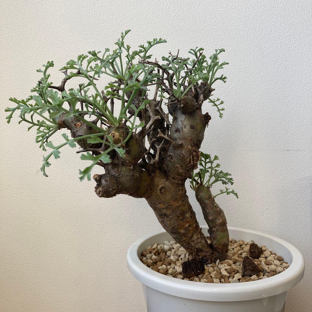 ペラルゴニウム・クリズミフォリウム②