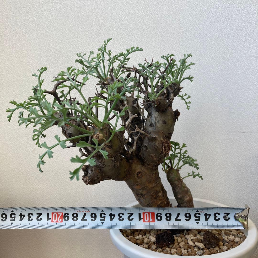 ペラルゴニウム・クリズミフォリウム②