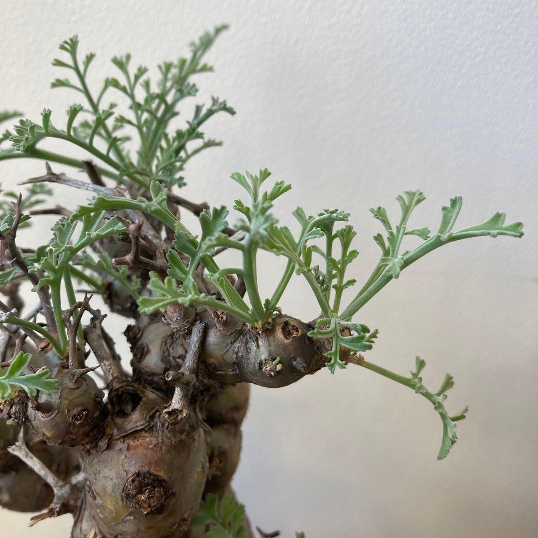 ペラルゴニウム・クリズミフォリウム②