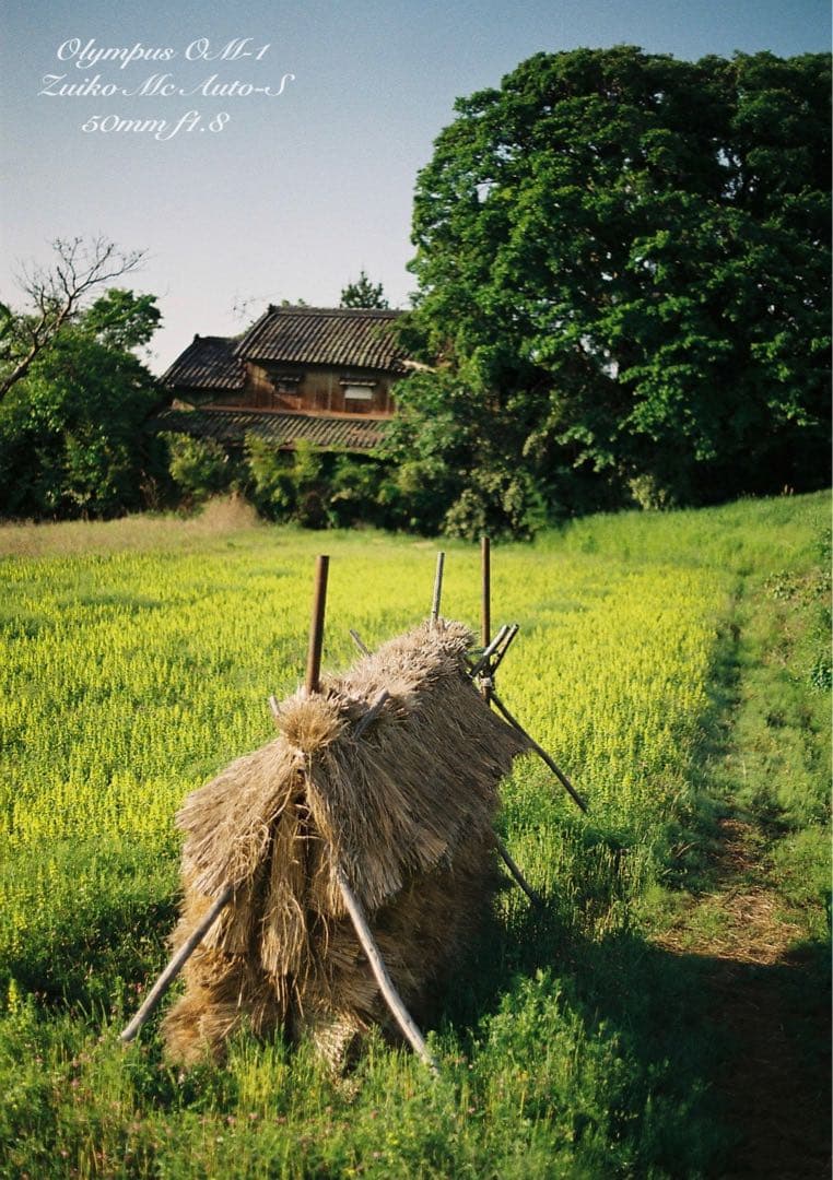 OM-1/zuiko 50mm f1.8★完動品・美品・初期保証！試写作例多数！