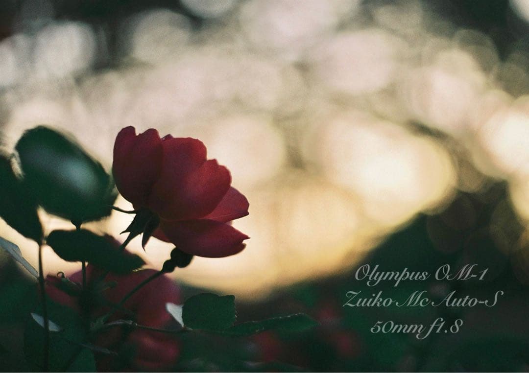 OM-1/zuiko 50mm f1.8★完動品・美品・初期保証！試写作例多数！