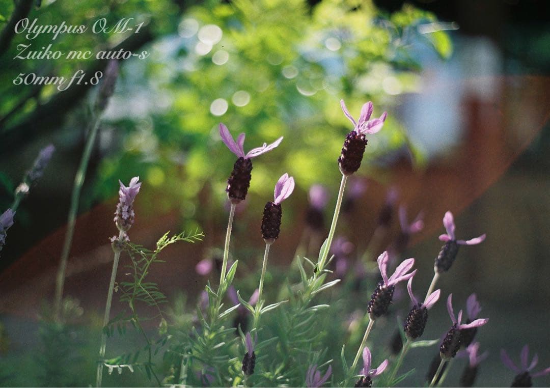 OM-1/zuiko 50mm f1.8★完動品・美品・初期保証！試写作例多数！