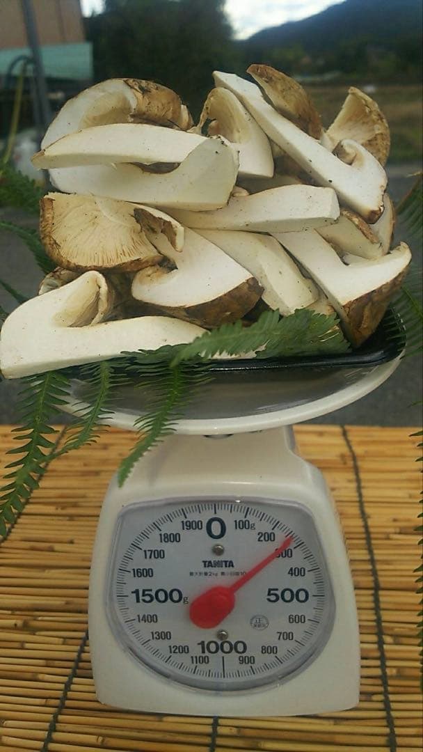 今期終盤‼️ 兵庫　但馬産松茸ご家庭用‼️2個セット‼️