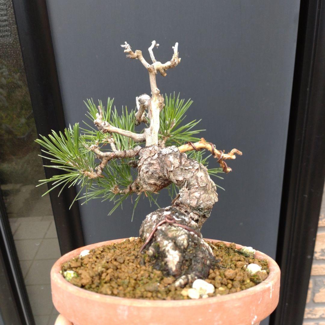 黒松 小品 盆栽 素材