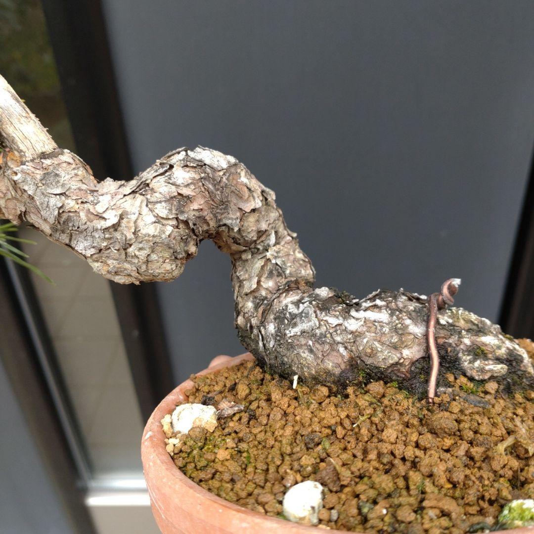 黒松 小品 盆栽 素材