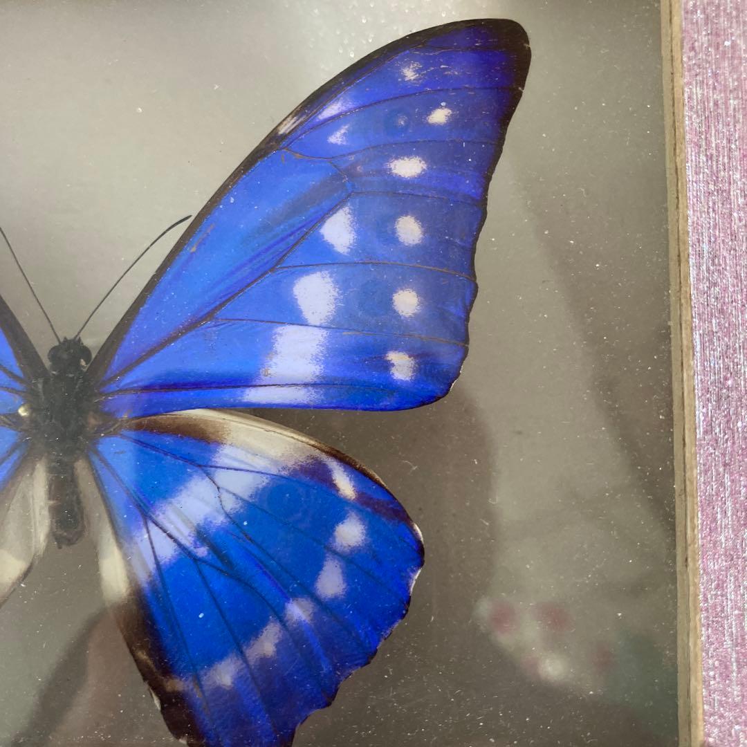 キプリスモルフォ♂