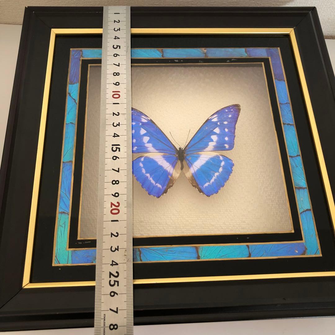サ*ヤ様 キプリスモルフォ蝶 コロンビア 標本 額縁入り