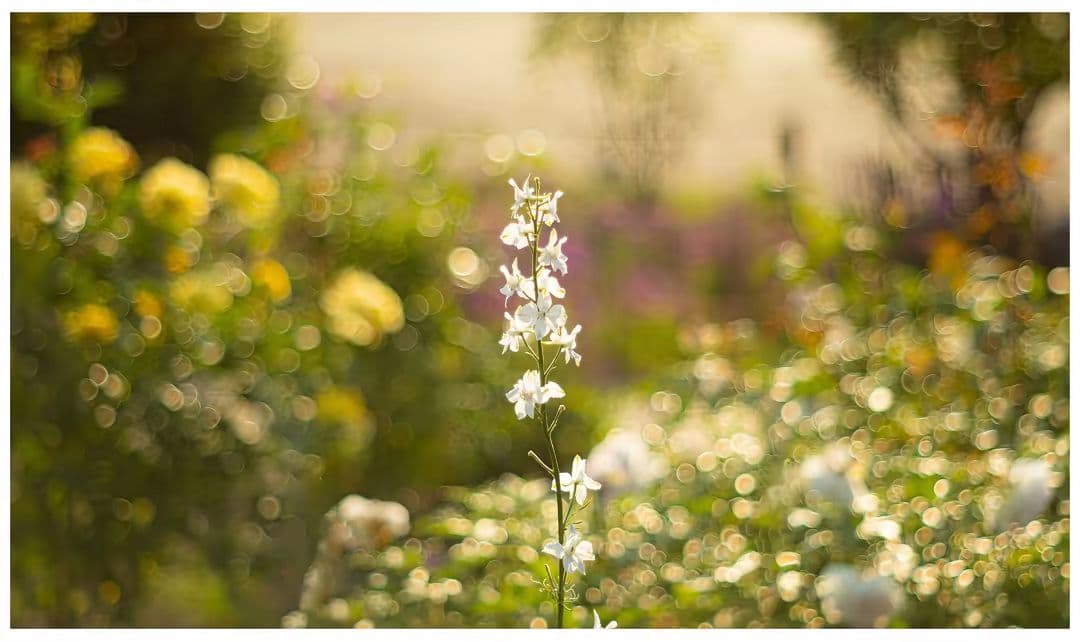 (美品) Supper Takumar 55mm f/1.8( M42マウント)