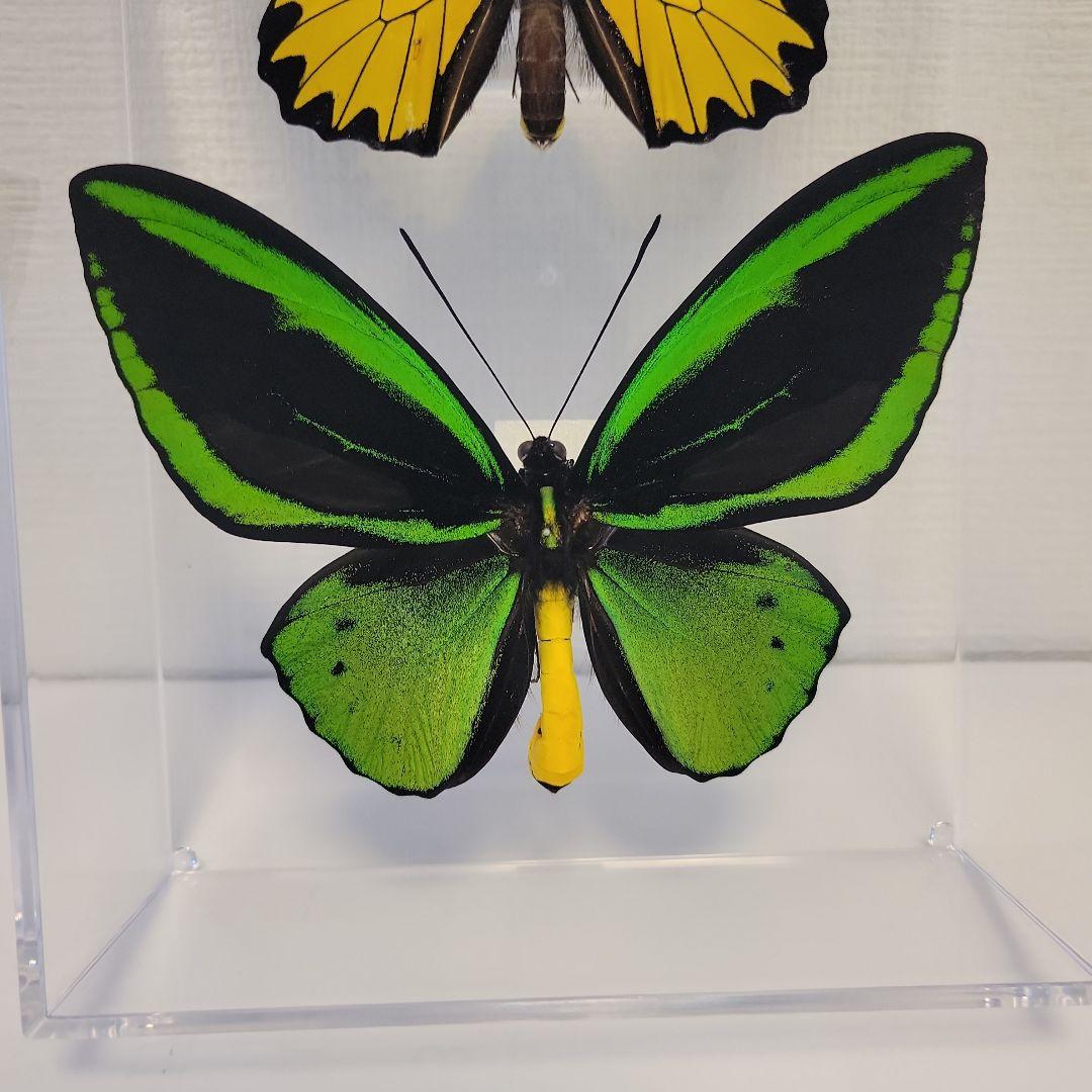 蝶の標本　トリバネチョウの世界(珍A1)