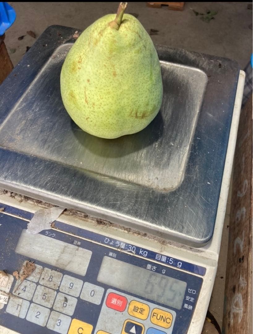 山形県産「マルゲリット・マリーラ」家庭用 10キロ箱✖︎二箱