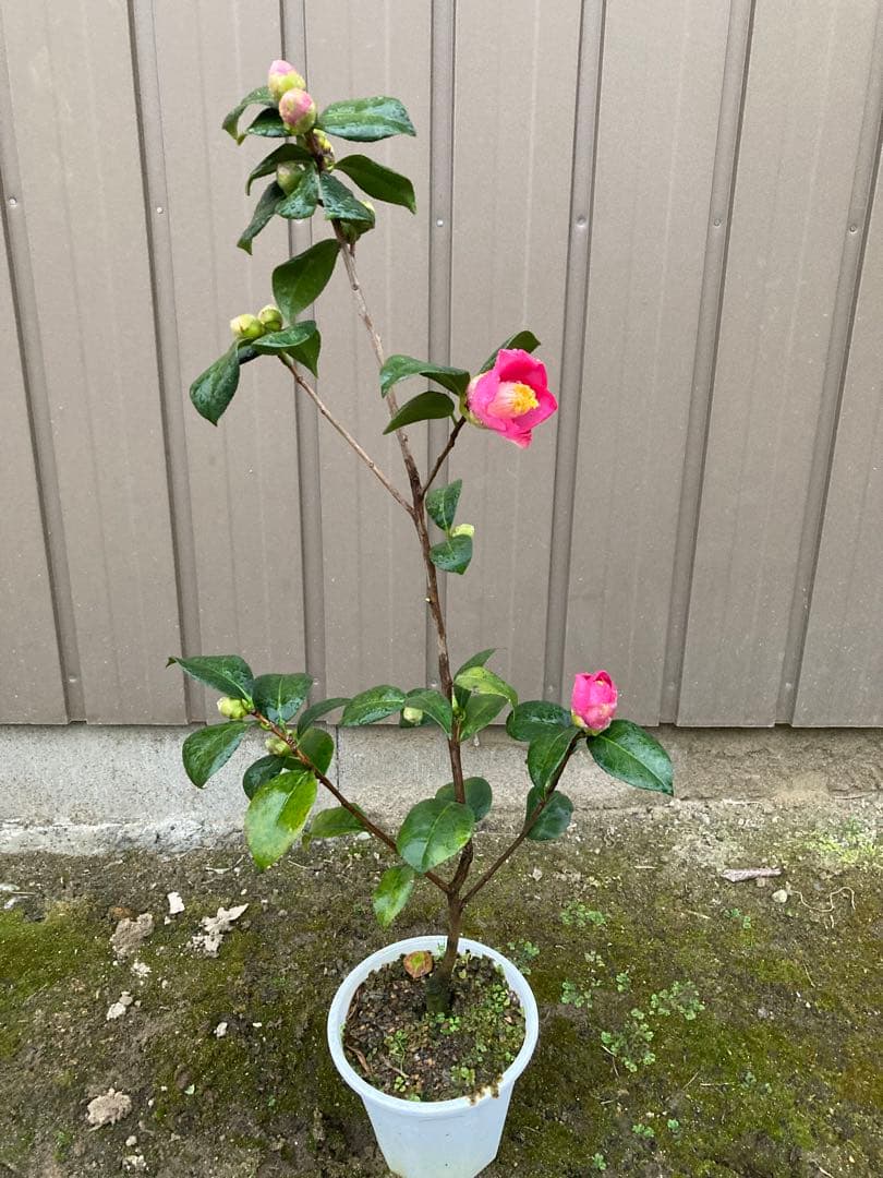 椿(ツバキ)接木苗　藤衣