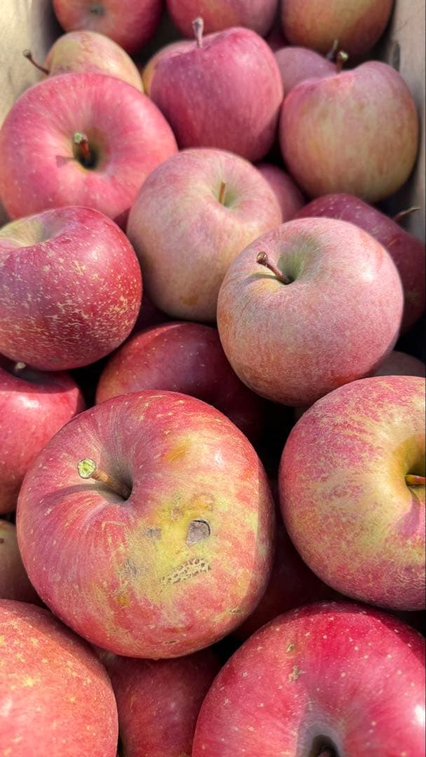 happyママ　青森県産サンフジ（訳あり20キロ）