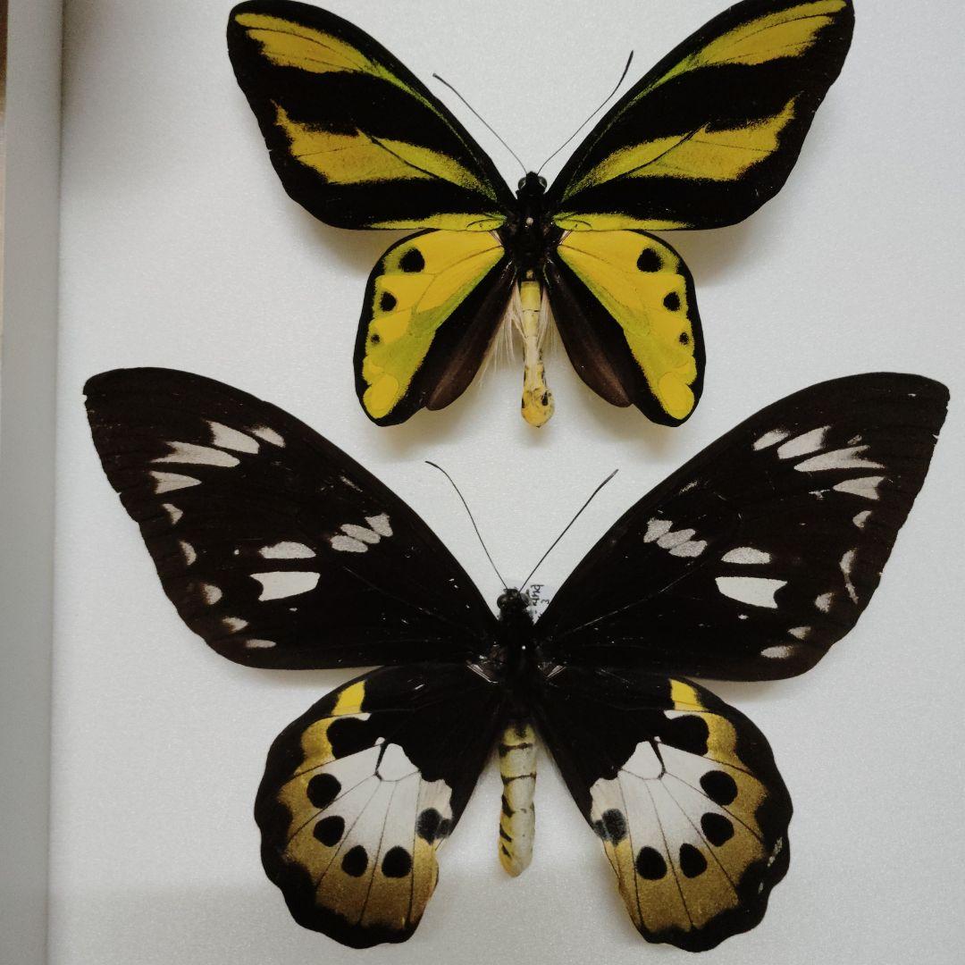 蝶標本　チトヌストリバネアゲハ　トリバネアゲハ　コレクション　世界三大美蝶