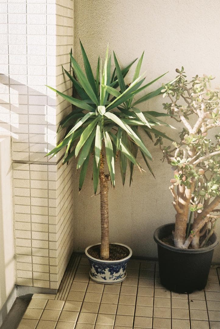 分解整備清掃済 美品 Yashica Electro 35 GS