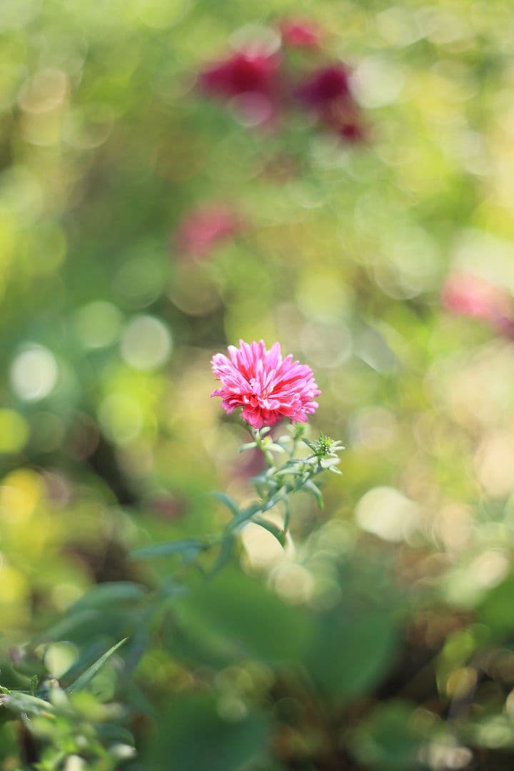 PENTACON auto 50mm F1.8 後期型 【美品】