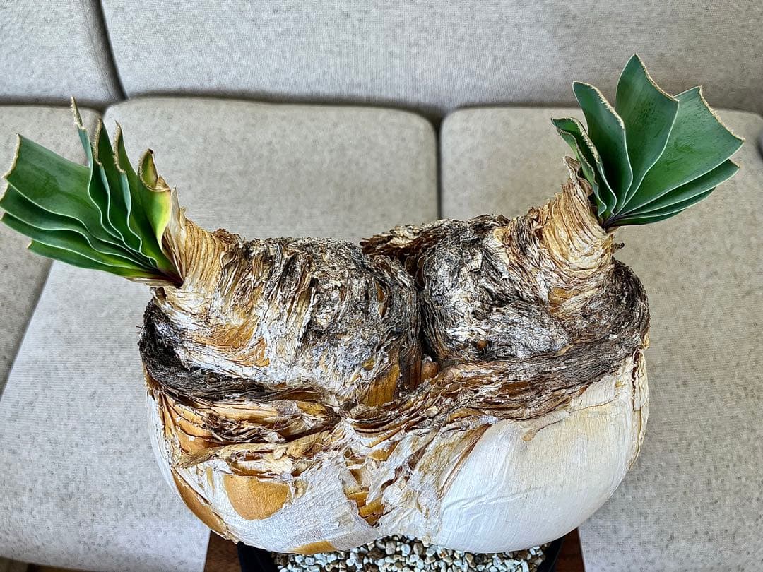 ブーファン ハエマンソイデス ダブル 大株 休眠明け