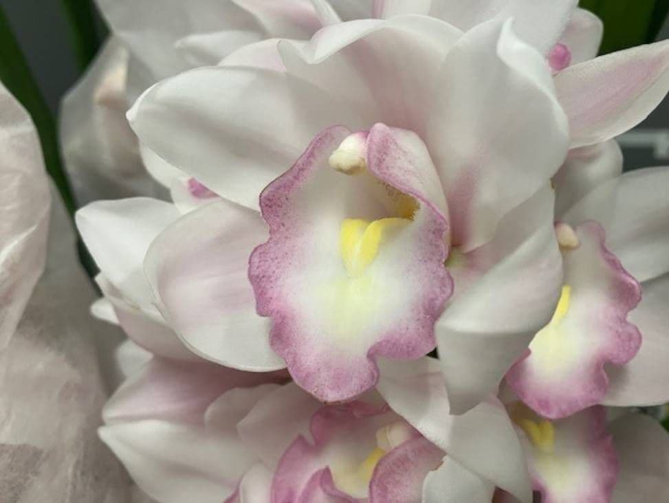 ☆シンビジューム☆マリー・ローランサン☆ストレート型☆8号鉢☆3F☆入手困難☆