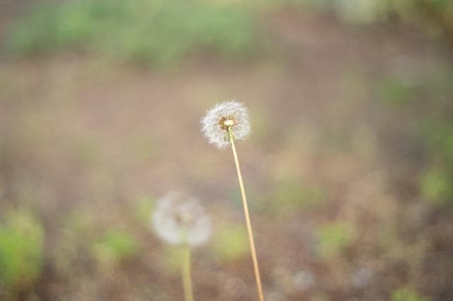 【玉ボケが綺麗なオールドレンズ】smc takumar 55mm f1.8