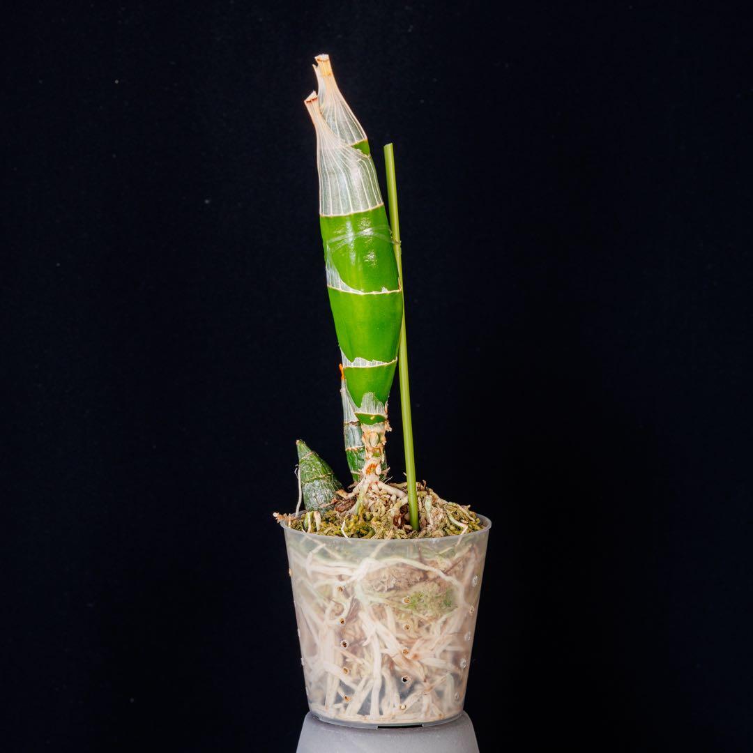 グリーンタケノコ蘭 SVO Fdk. Turning point カタセタム