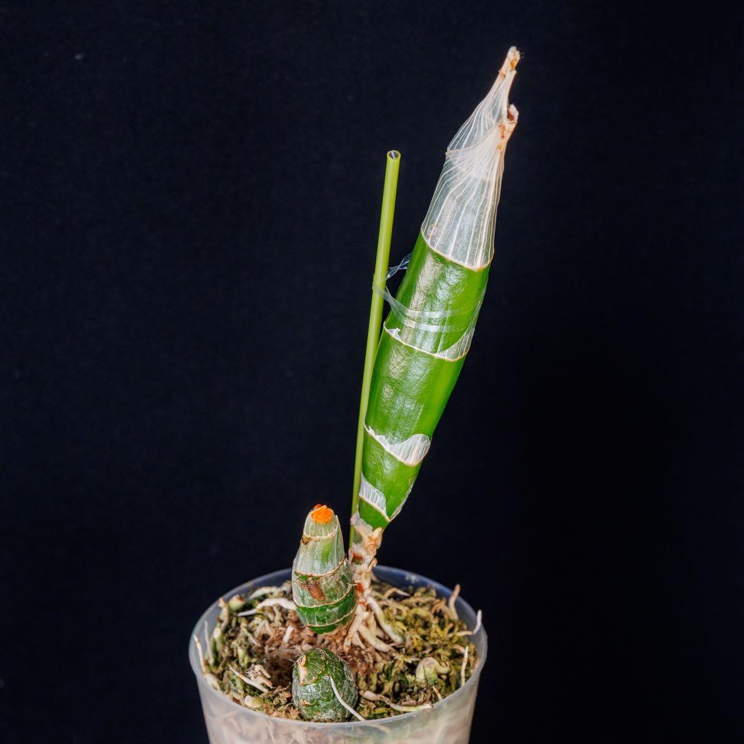 グリーンタケノコ蘭 SVO Fdk. Turning point カタセタム