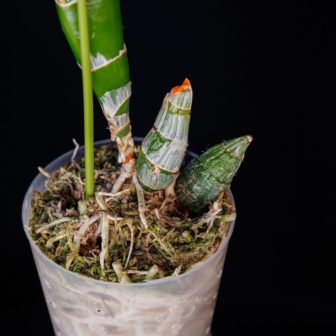 グリーンタケノコ蘭 SVO Fdk. Turning point カタセタム