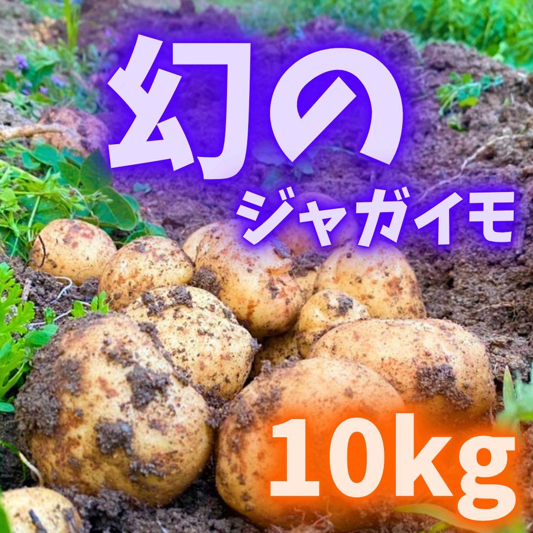 幻の　じゃがいも　ジャガイモ　16
