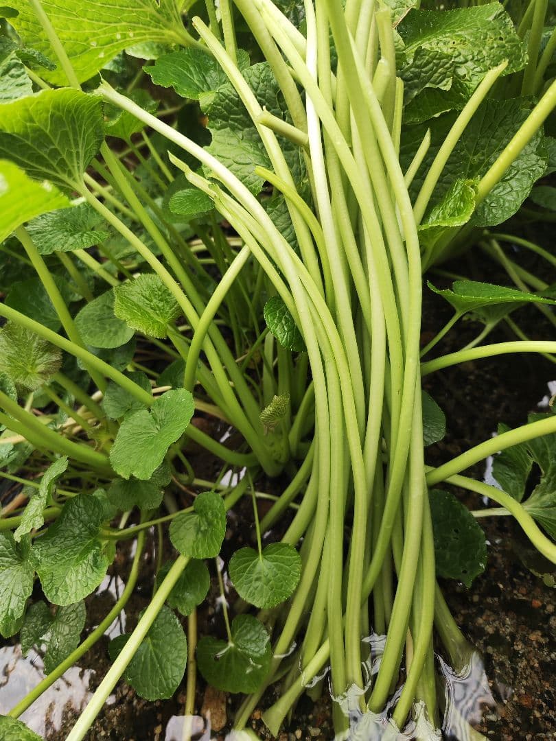 【専用】7kg 安曇野産 わさびの太茎 わさび漬け わさび