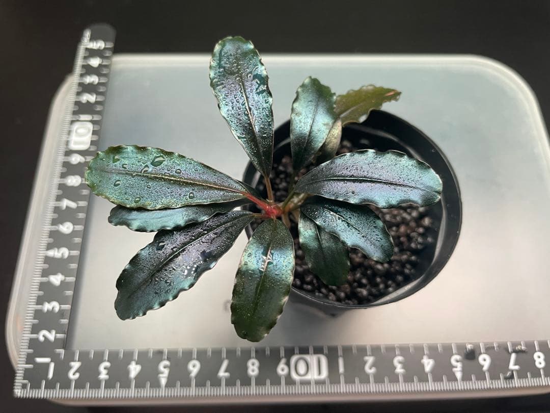 こ*ん様 ブセファランドラsp Galaxy llic midnight