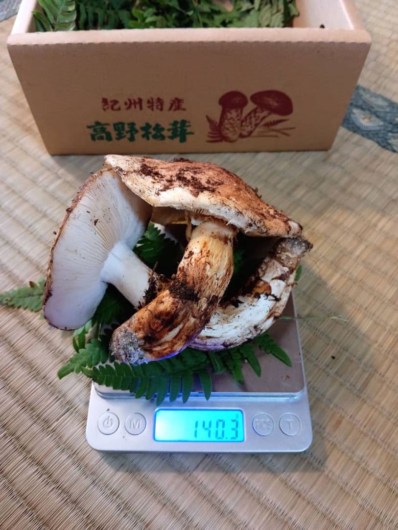 国産松茸　11/12朝採れ(本日限定)　紀州特産　高野松茸