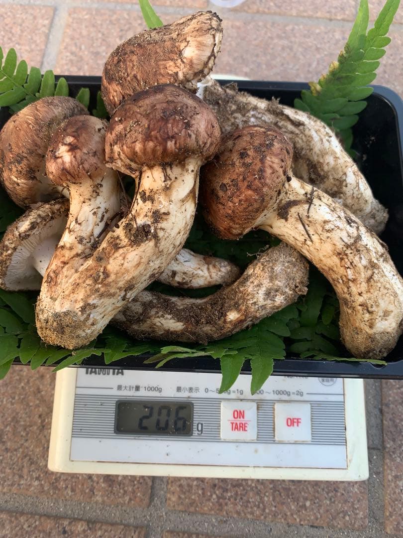 南信州産　天然松茸206g