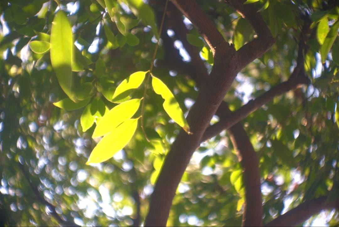 銘・改造レンズ・ドイツ製Steinheil Cassar 75mm 2.8