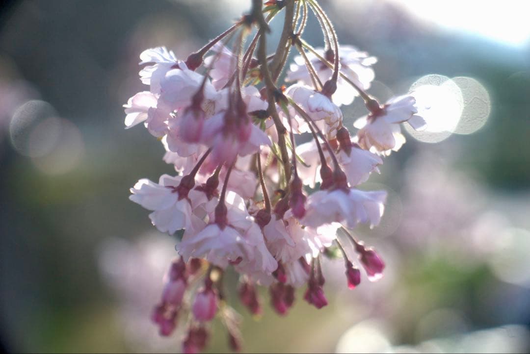 銘・改造レンズ・ドイツ製Steinheil Cassar 75mm 2.8
