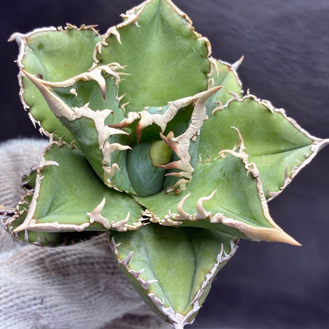 ナ*ツ様 アガベ チタノタ 台湾ホホジロサメ 極上育成株 超レア種 優良血統 強