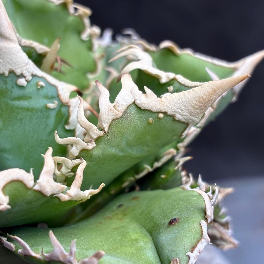 ナ*ツ様 アガベ チタノタ 台湾ホホジロサメ 極上育成株 超レア種 優良血統 強