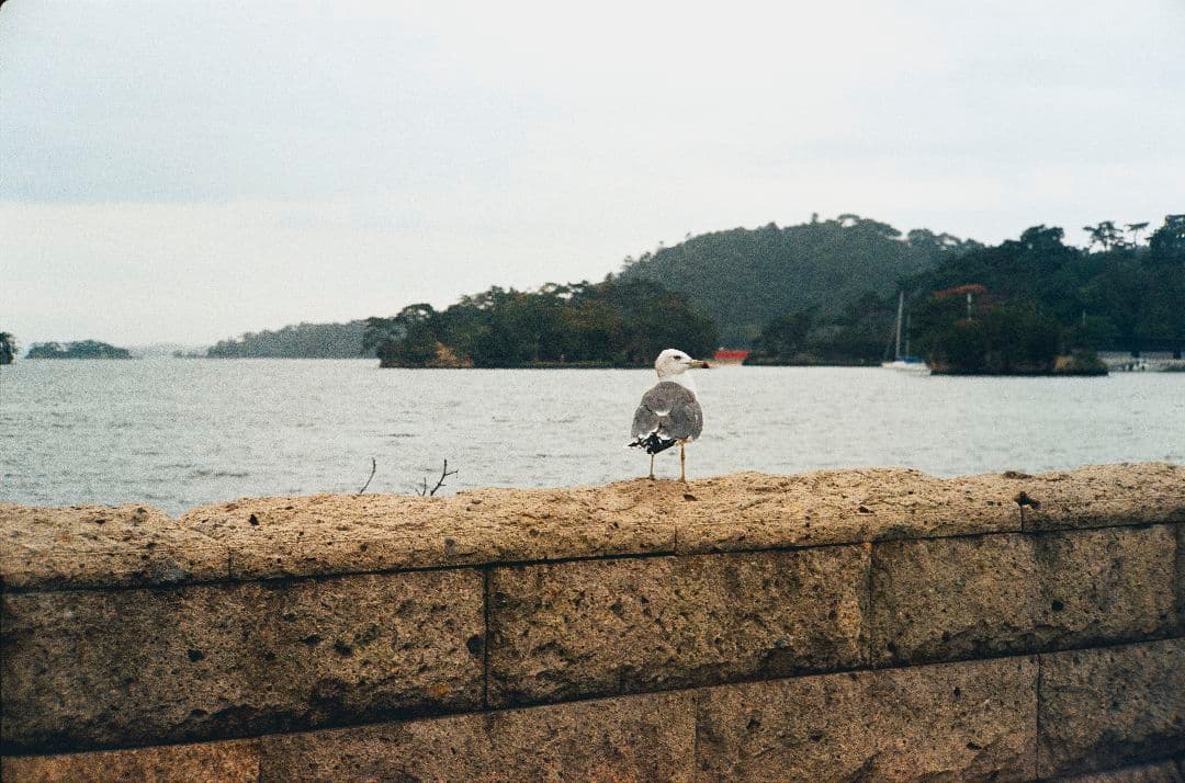 フィルムカメラ YASHICA ELECTRO 35 GL