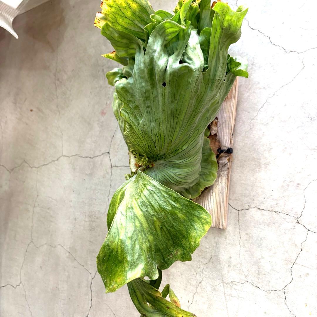 ビカクシダ　ワンダエドワーフ