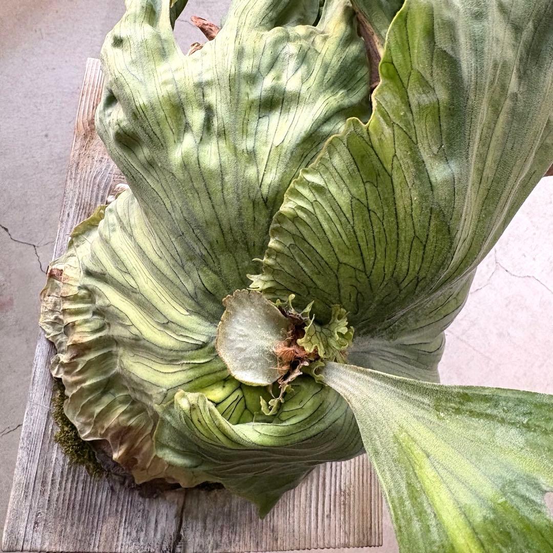 ビカクシダ　ワンダエドワーフ