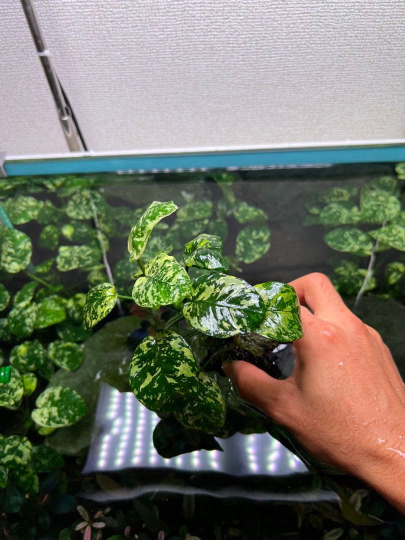 アヌビアスナナ　斑入りキング Anubias Variegated King