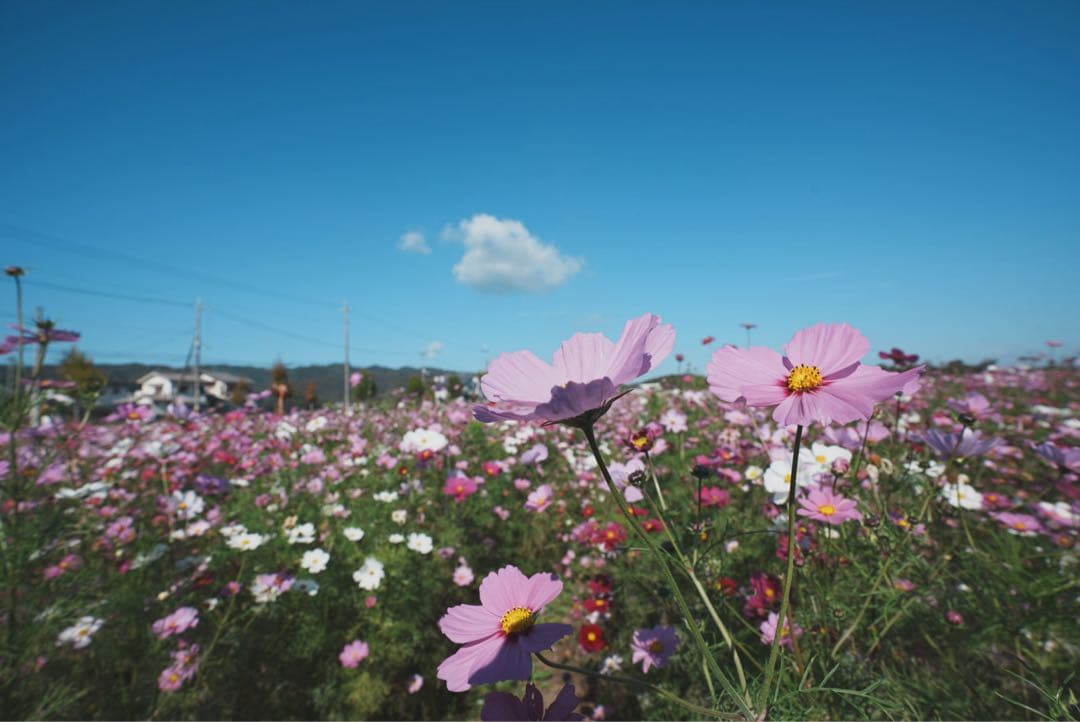 SONY FE 16-35mm F2.8 GM 広角 SEL1635gm