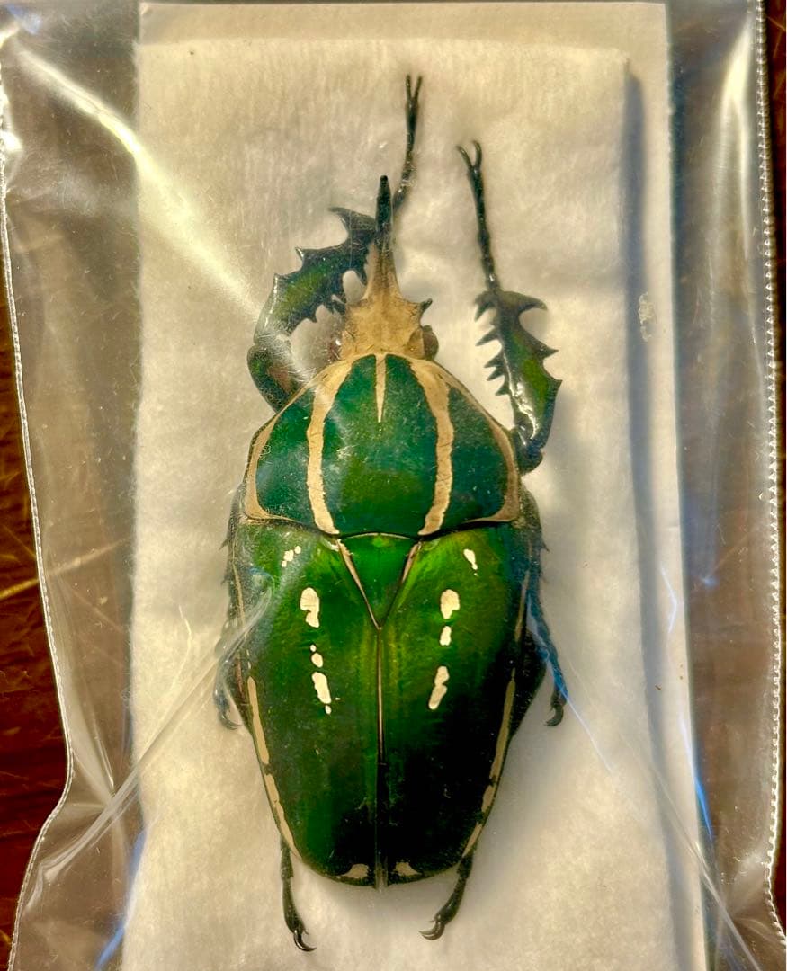 みうみう標本です。