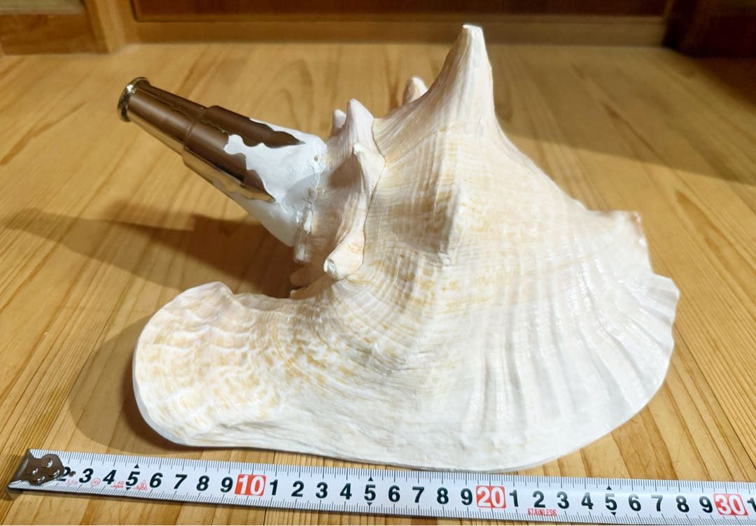 希少古代特大肉厚桃色法螺貝　（ピンク貝）法螺貝　ほら貝　ホラガイ❣️コンク貝笛