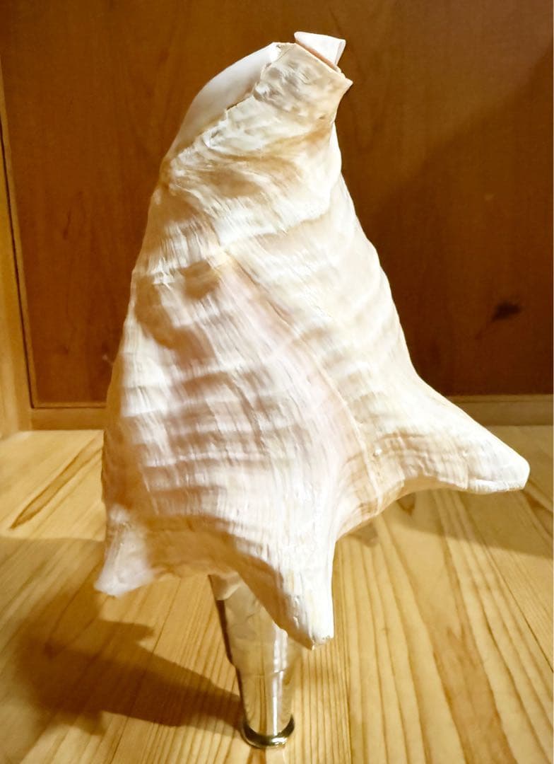 希少古代特大肉厚桃色法螺貝　（ピンク貝）法螺貝　ほら貝　ホラガイ❣️コンク貝笛