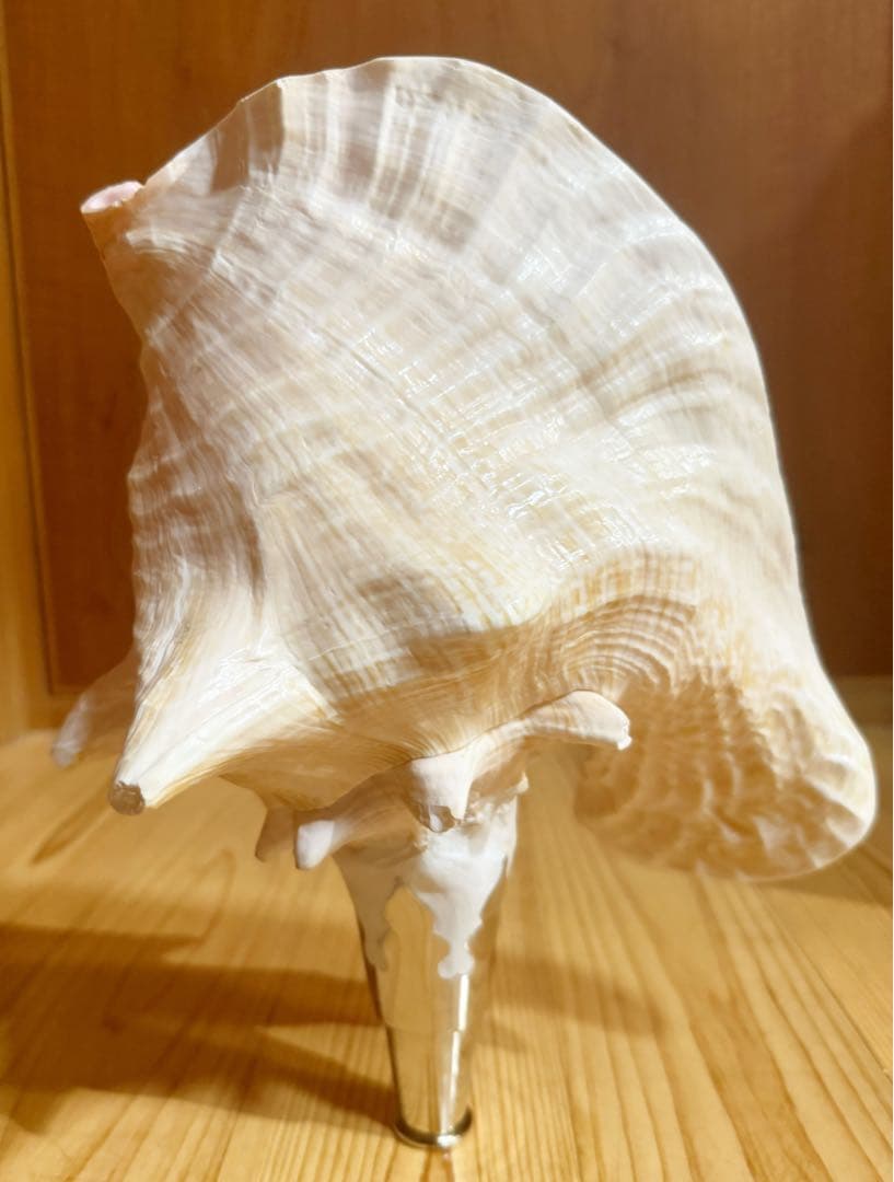 希少古代特大肉厚桃色法螺貝　（ピンク貝）法螺貝　ほら貝　ホラガイ❣️コンク貝笛