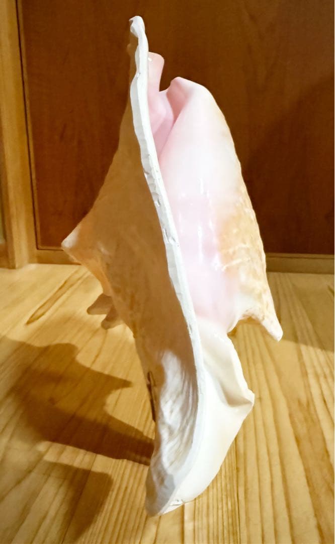 希少古代特大肉厚桃色法螺貝　（ピンク貝）法螺貝　ほら貝　ホラガイ❣️コンク貝笛