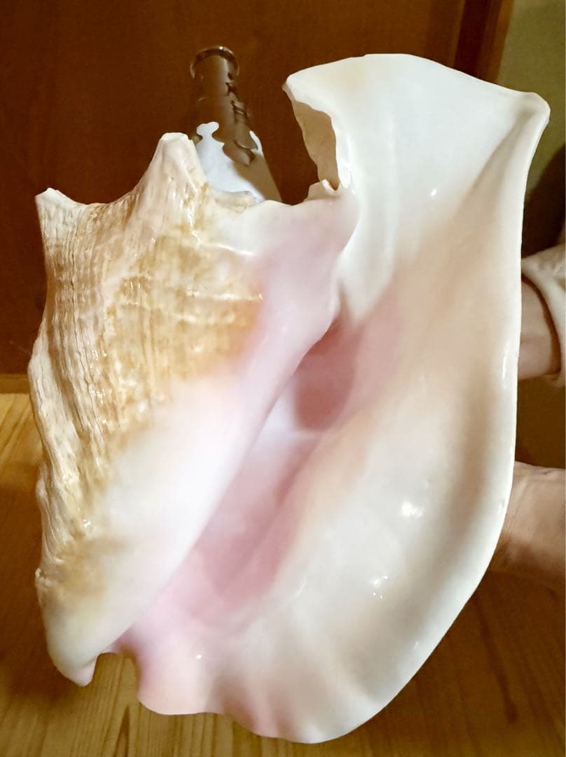 希少古代特大肉厚桃色法螺貝　（ピンク貝）法螺貝　ほら貝　ホラガイ❣️コンク貝笛