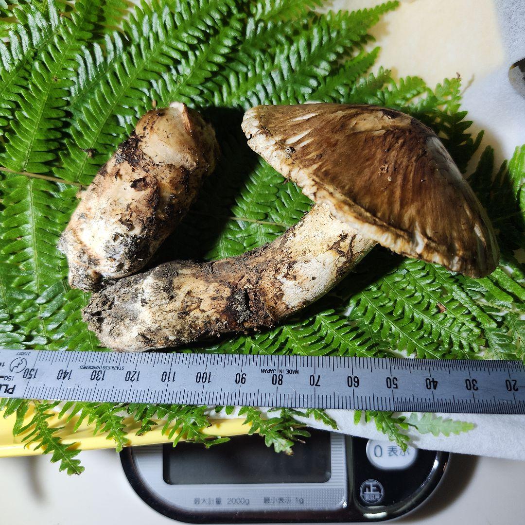 天然国産松茸