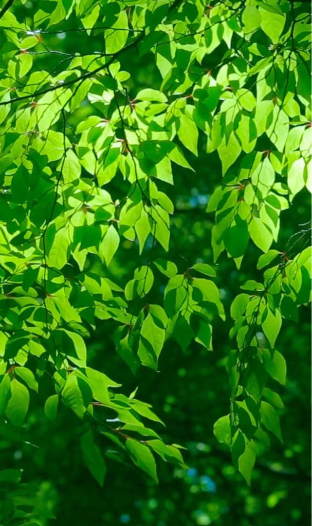 白州ミニボトル　180ml 12本