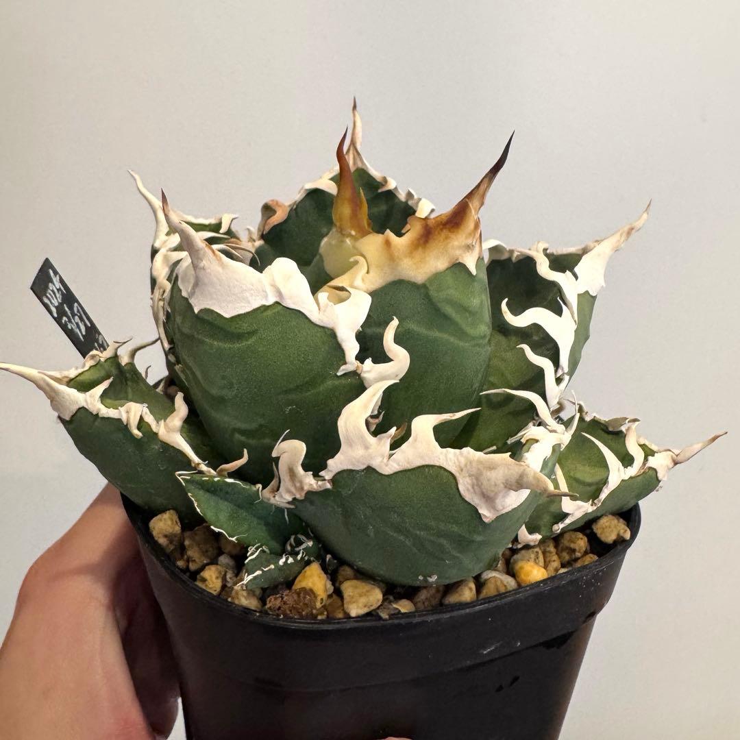 土日限定値下げ 子株 アガベ 島村園芸産 イタメリ 検）悪魔くん バケモノ 悪魔